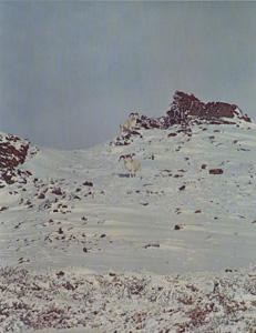 Dall Sheep Rams, North Slope, Alaska Range